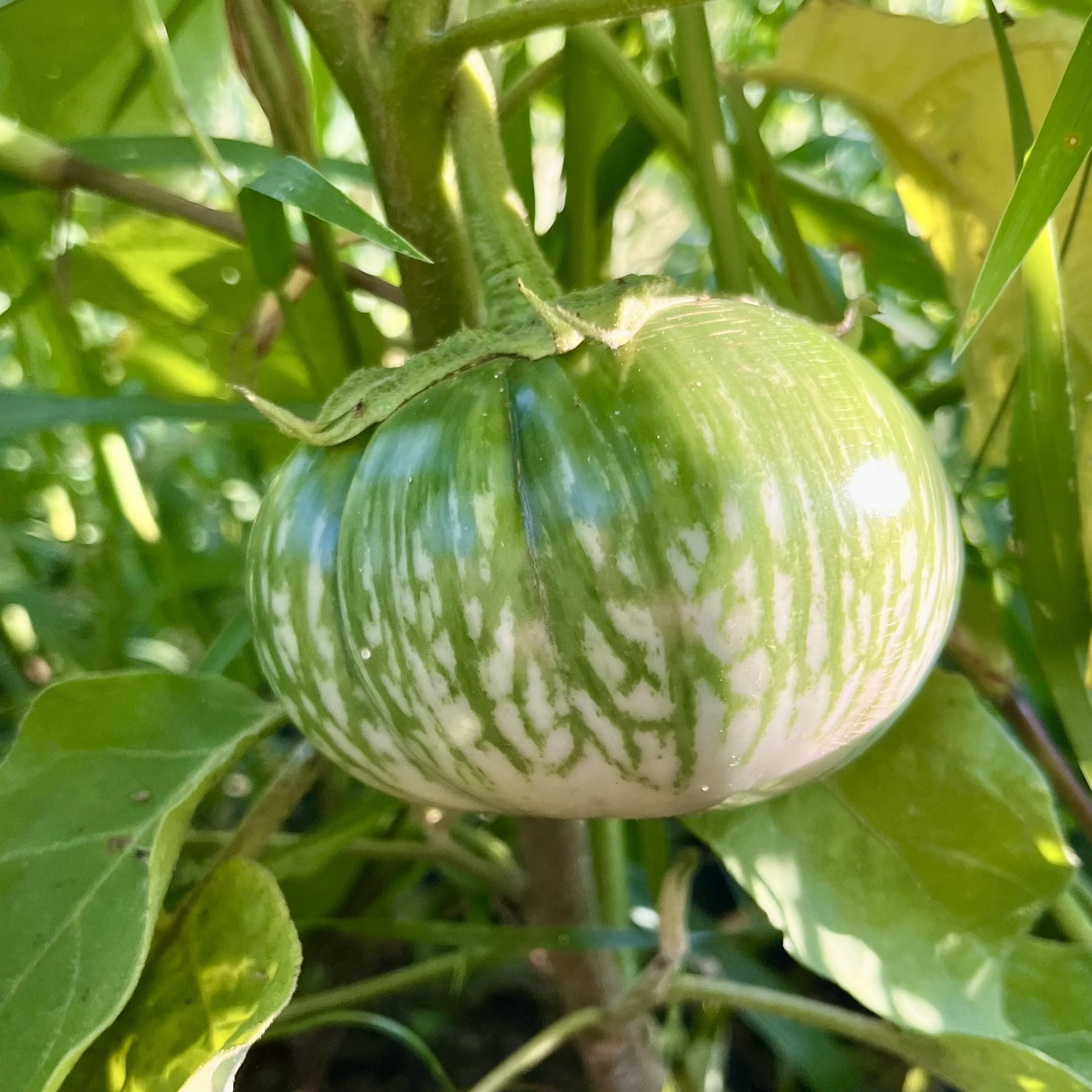 Green Zebra Tomato — Antisana Seed Company
